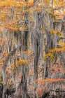 Bald Cypress tree draped in Spanish moss with fall colors Caddo Lake State Park-Uncertain-Texas Art Print